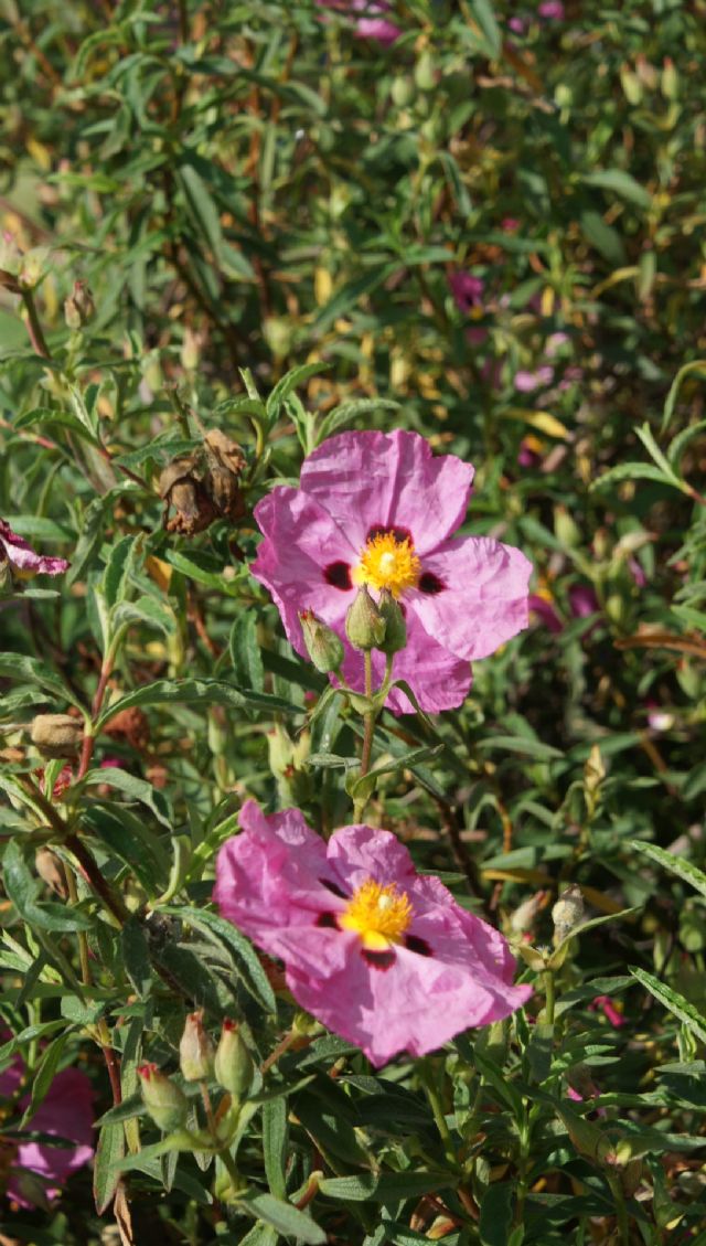 Cistus  purpureus